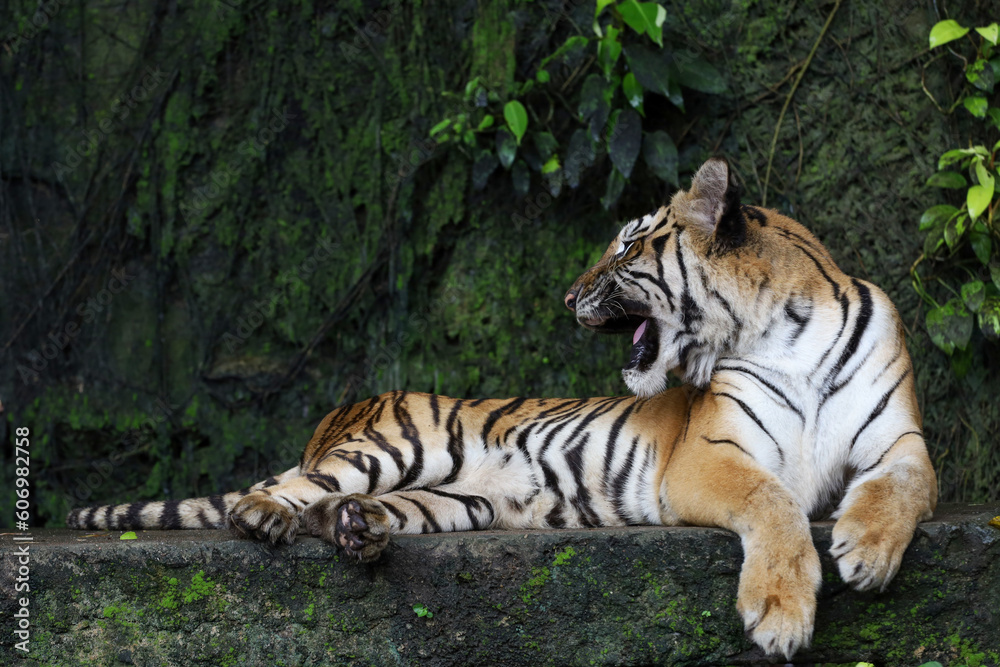 Obraz premium Close up Indochinese tiger is beautiful animal and dangerous in forest