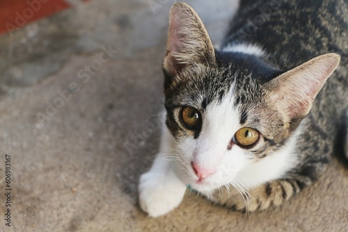 Cat lying on the concrete floor and looking at something.