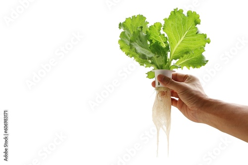 Hand of young man holding a white hydroponic pot with vegetable seedlings growing on a sponge isolated on white background with clipping path. Grow vegetables without soil concept.