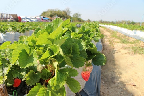 Organic strawberries at the strawberry garden.