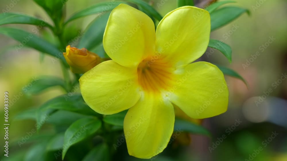 A yellow golden trumpet flower blowing in the breeze with a beautiful green background. A yellow golden trumpet flower blowing in the breeze with a beautiful green background.