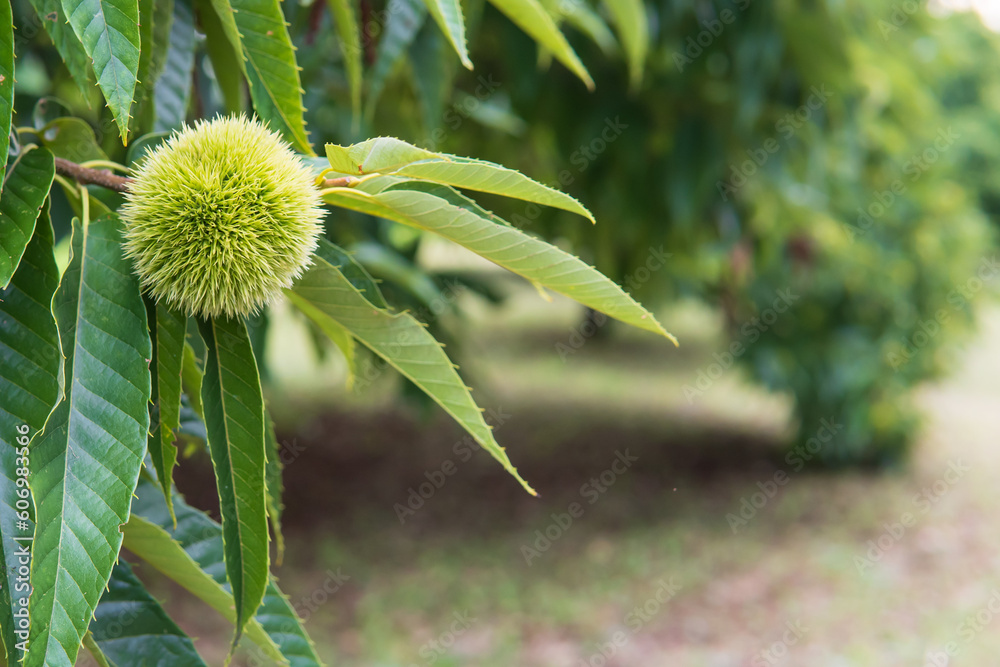 Φωτογραφία 枝先の尖ったイガ栗（Castanea crenata）とコピースペース／夏