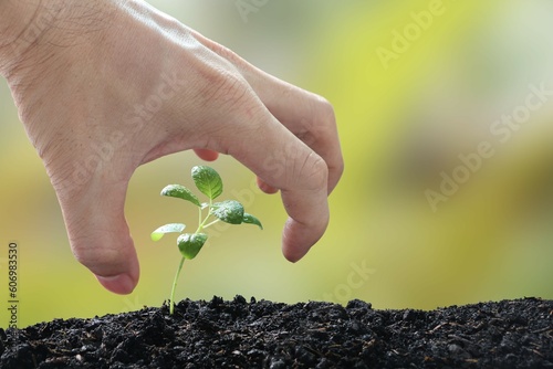 The young man hand was protecting the basil seedling on green blurry background.