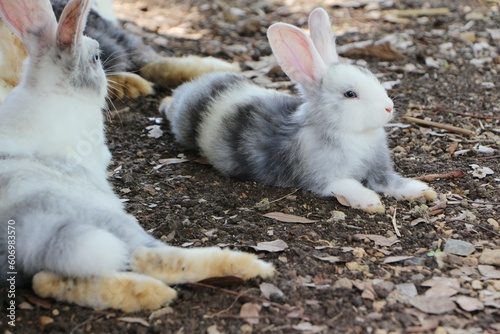 The rabbit lies comfortably on the ground in the garden.