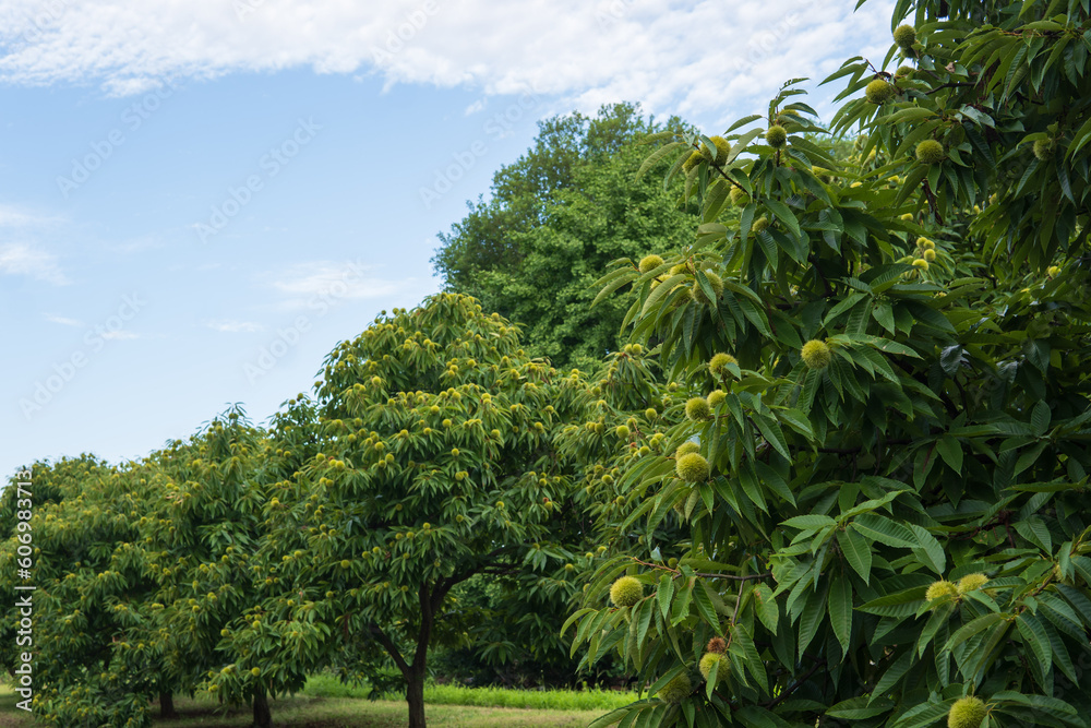 Φωτογραφία 栗（Castanea crenata）の畑と空のコピースペース／夏