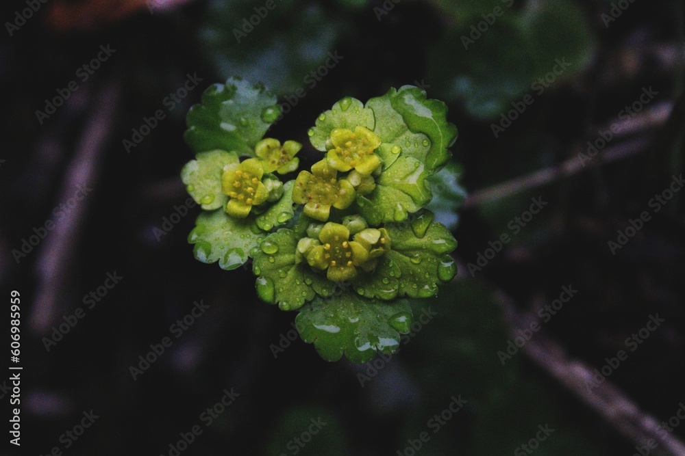 After rain After rain