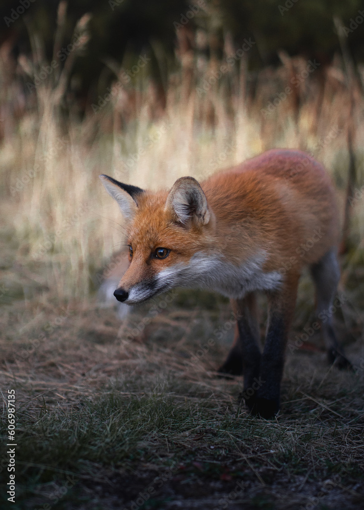 Friendly Red Fox in the bulgarian mountains Friendly Red Fox in the bulgarian mountains