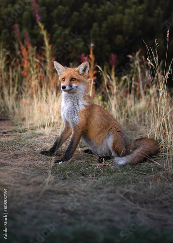 Friendly Red Fox in the bulgarian mountains