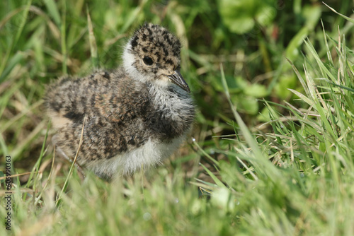 A cute Lapwing chick, Vanellus vanellus, hunting for food in marshland.