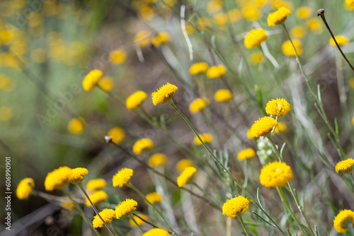 Close-up yellow daisies flowers in the field.