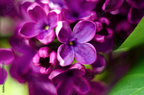 The bright purple lilac flowers in a macro photo
