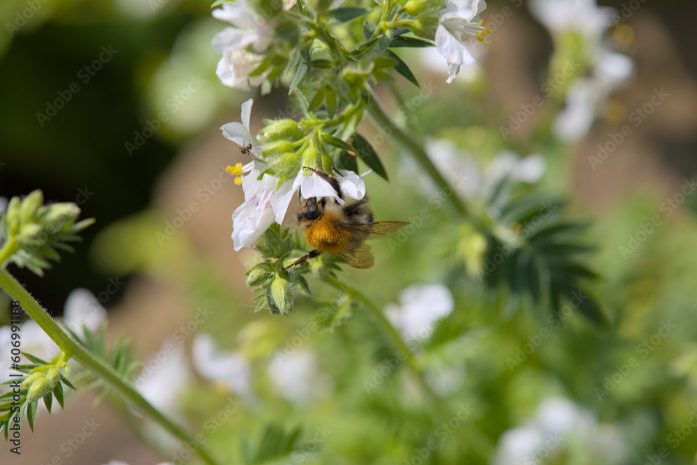 Insect bee in a white flower with bokeh background Insect bee in a white flower with bokeh background