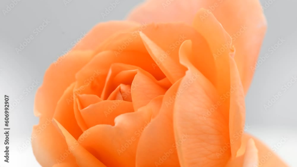 Rose Flower opening close up, soft petals of beautiful orange rose time lapse, nature background. Bouquet, spring flower macro shot, blooming pink Easter backdrop, romantic, tenderness concept Rose Flower opening close up, soft petals of beautiful orange rose time lapse, nature background. Bouquet, spring flower macro shot, blooming pink Easter backdrop, romantic, tenderness concept