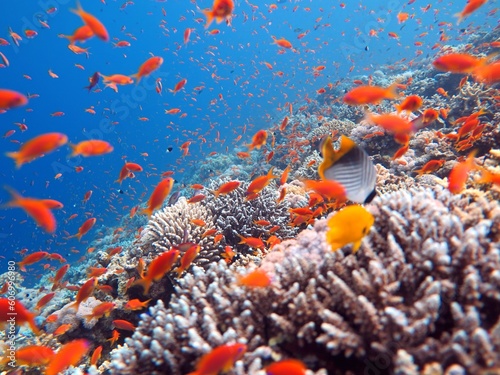 Blue hole fish and coral reef at red sea egypt
