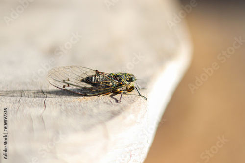 Cicada in Summer