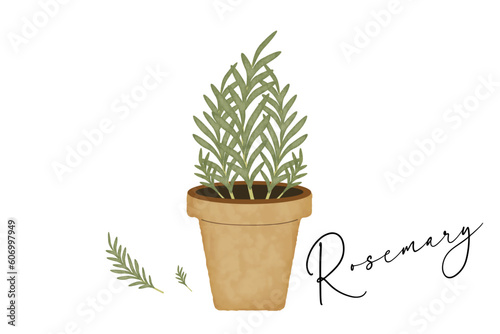 ローズマリーの鉢植え