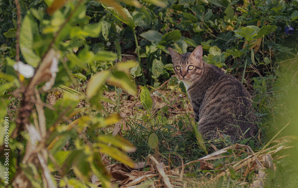 cat sitting in the garden. the cat went for a walk in the garden, young cat with beautiful fur. a camouflaged cat blends in with the bushes. close-up. cat sitting in the garden. the cat went for a walk in the garden, young cat with beautiful fur. a camouflaged cat blends in with the bushes. close-up.