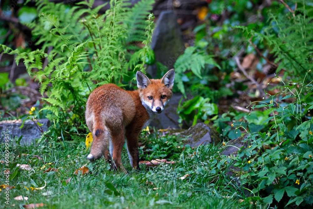 Urban fox cubs exploring the garden Urban fox cubs exploring the garden