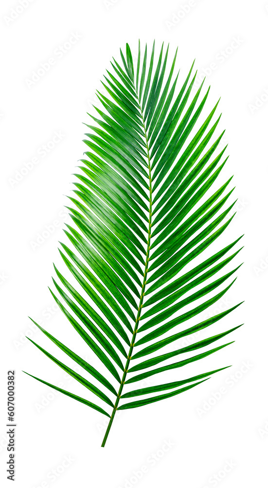 Green Palm leaf Coconut leaves on white background isolate with clipping path it easy to cut and edit. Green Palm leaf Coconut leaves on white background isolate with clipping path it easy to cut and edit.