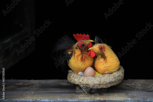 chicken and eggs