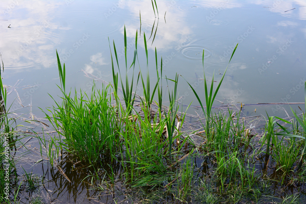 A pond with grass and water in the foreground and the sky reflected in the water 