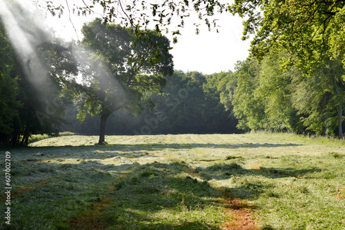 Champs entouré d'une forêt, avec un arbre au milieu, à la saison des foins, avec une raie de lumière brumeuse