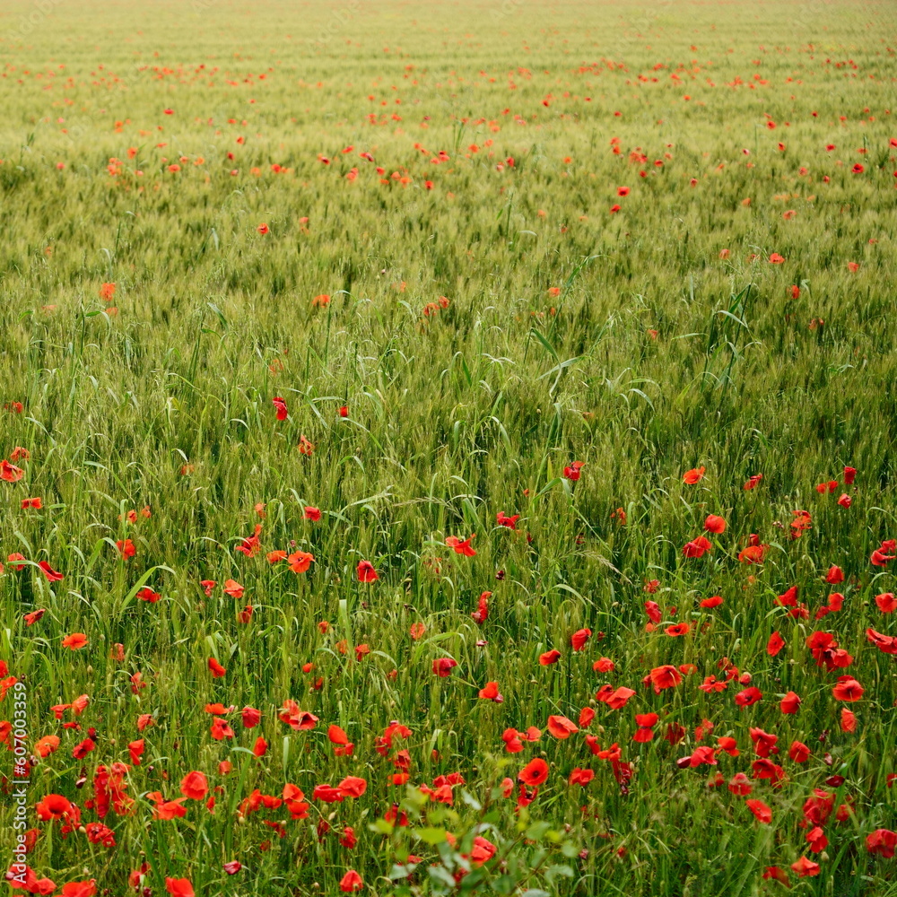 thousands of red poppies in a wheat field