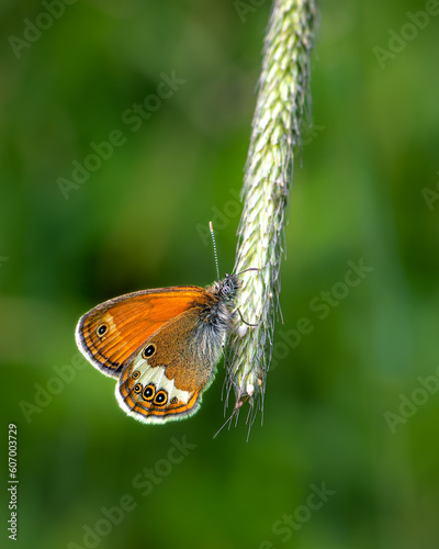 Brown butterfly on green blurred background