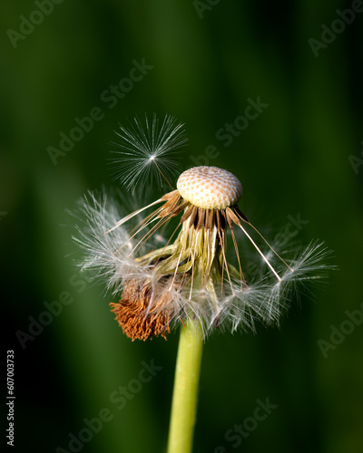 Spring image of dandelion on green blurred background