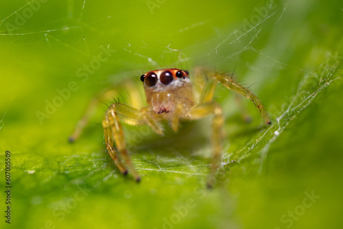 a close look at the spider