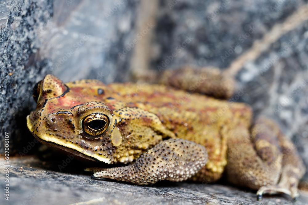 Obraz premium frog climbing the staris