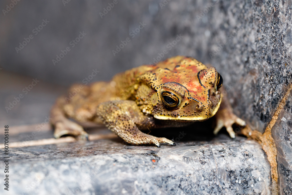 frog climbing the staris