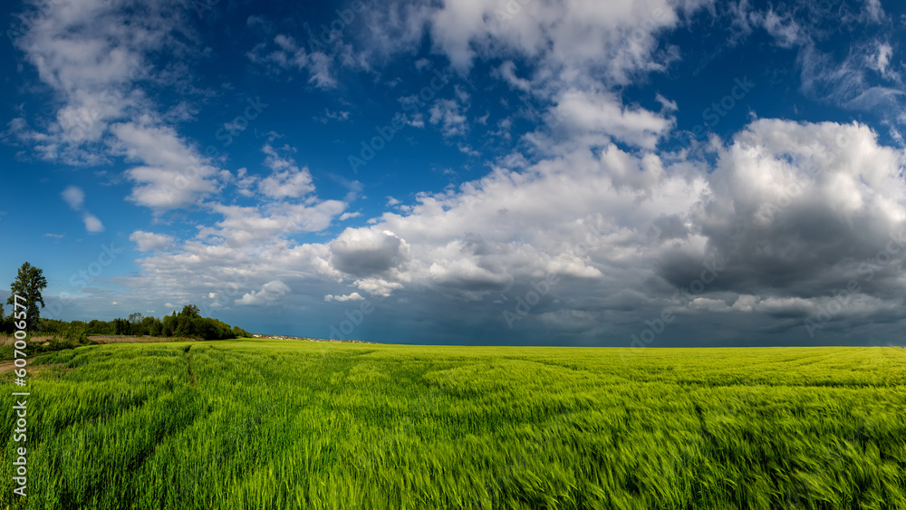 Fototapeta premium Green wheat field with stormy clouds background