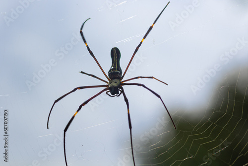 A spider on the web © Manjunatha