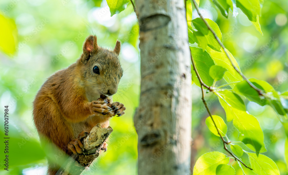 Squirrel on a tree branch among green leaves. Squirrel on a tree branch among green leaves.
