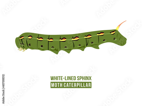 Caterpillar vector illustration. White-lined Sphinx Moth Caterpillar isolated on white background. The larvae are black with orange spots arranged in lines down the whole body. Flat illustration