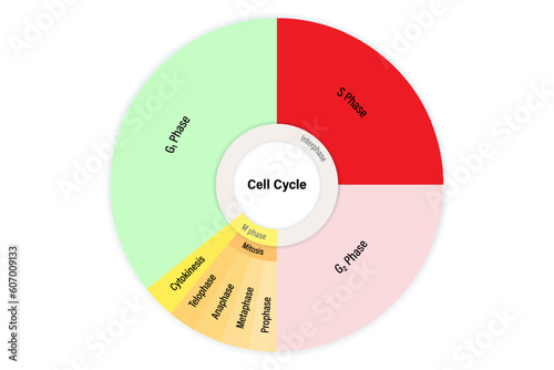 The cell cycle. Division cycle of eukaryotic cell. Mitosis and interphase cycle. A dividing cell. G1, S, G2, Cytokinesis and mitosis.
