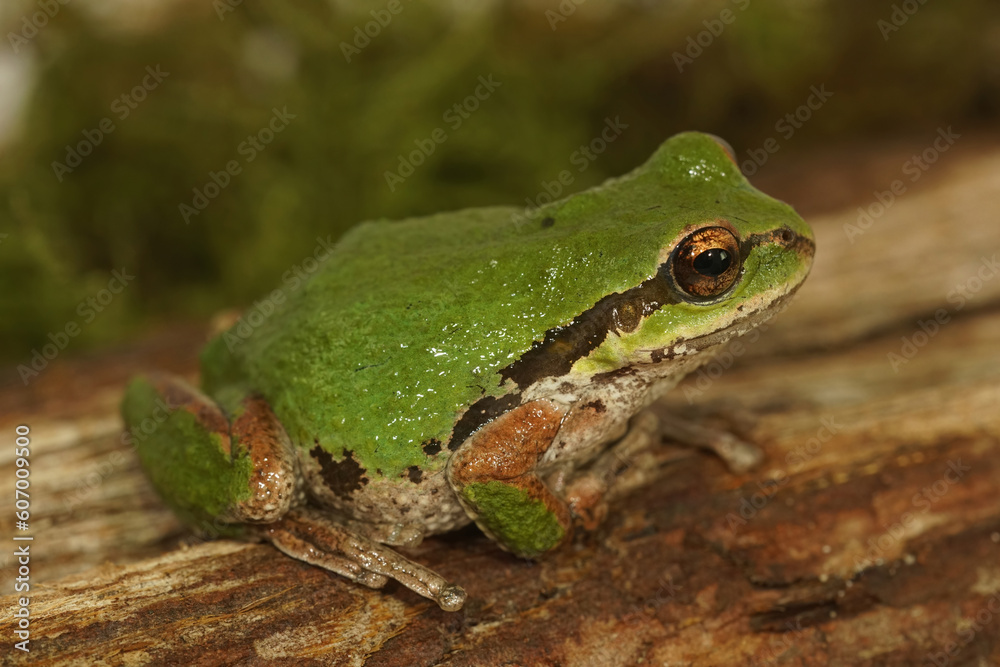 Closeup on a green North-American Pacific treefrog ,Pseudacris regilla sitting on moss Closeup on a green North-American Pacific treefrog ,Pseudacris regilla sitting on moss