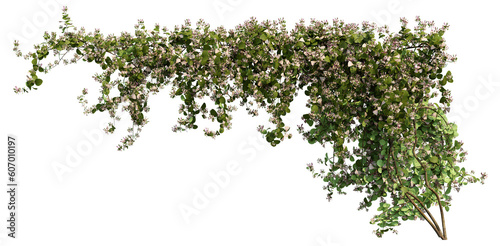 Murais de parede Lonicera climber, ivy plant, 3D rendering with transparent background, for illus