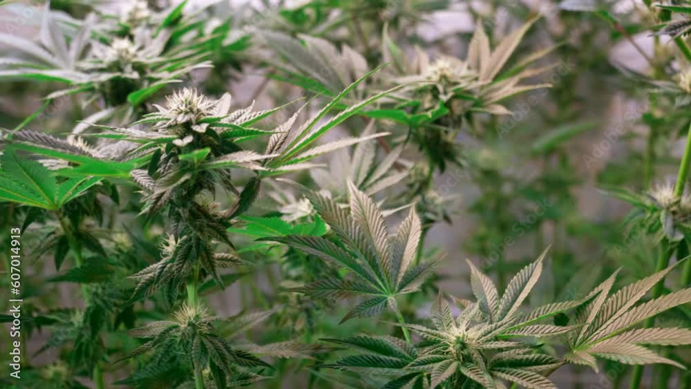 Cannabis Growing Indoors Cannabis Growing Indoors