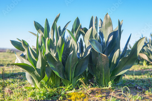 Fotografía Plant of Drimia maritima or squill