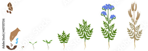 Cycle of growth of a phacelia plant plant isolated on a white background. photo
