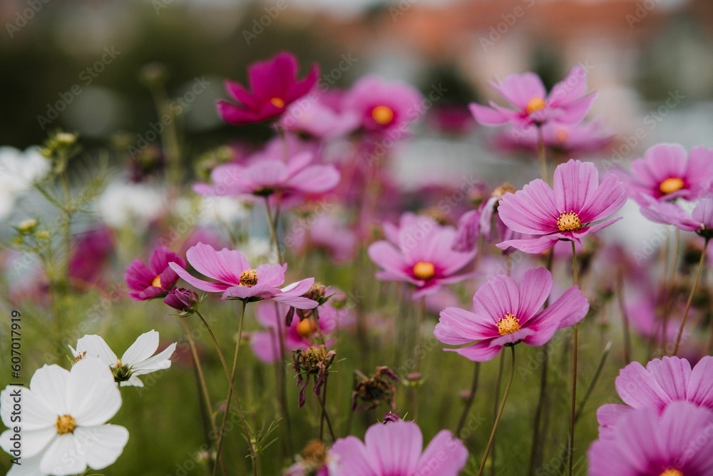 Closeup of colorful garden cosmos flowers growing in a field with a blurry background Closeup of colorful garden cosmos flowers growing in a field with a blurry background