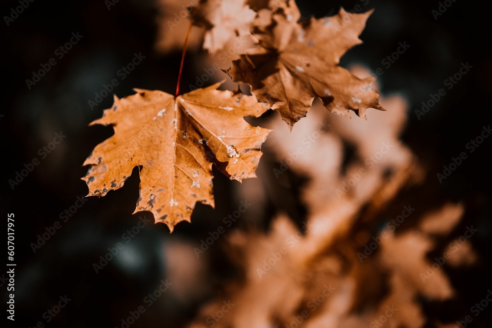 Close-up shot of a golden leaf on a tree - autumn, fall Close-up shot of a golden leaf on a tree - autumn, fall
