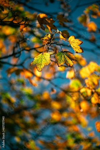 Close-up shot of a yellow and green leaves on a tree - autumn, fall