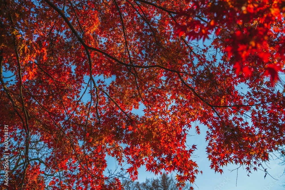 Beautiful autumn colors on the trees