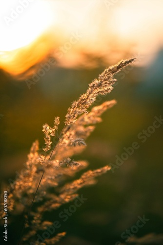 Close-up shot of bushgrass with the blurred sunset background