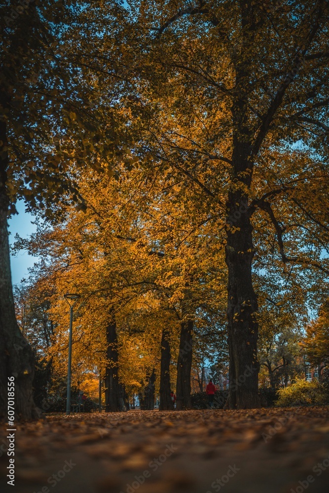 Vertical shot of the beautiful autumn in a park