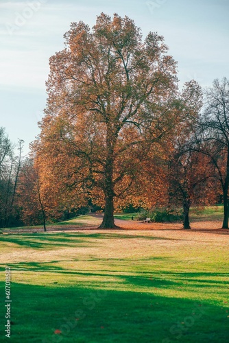 Beautiful view of colorful trees in the park on a sunny autumnal day