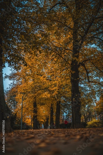 Vertical shot of the beautiful autumn in a park